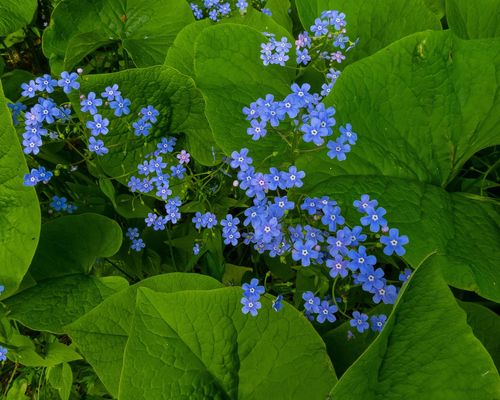 <a href="https://www.gbif.org/occurrence/2634144352">Siberian buggloss (<i>Brunnera sibirica</I>)</a> observed in Kirovo-Chepetsk, Kirov Oblast, Russia by Вотинцева Елена Александровна (<a href="http://creativecommons.org/licenses/by-nc/4.0/">CC BY-NC 4.0</a>)