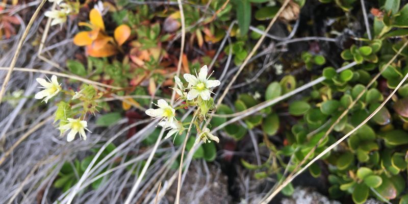 <a href="https://www.gbif.org/occurrence/2574227118">Prickly saxifrage (<i>Saxifraga tricuspidata</i>)</a> observed in Spatsizi Plateau Wilderness Provincial Park, BC, Canada by stikineseniorranger. Photo via iNaturalist (<a href="http://creativecommons.org/licenses/by-nc/4.0/">CC BY-NC 4.0</A>)