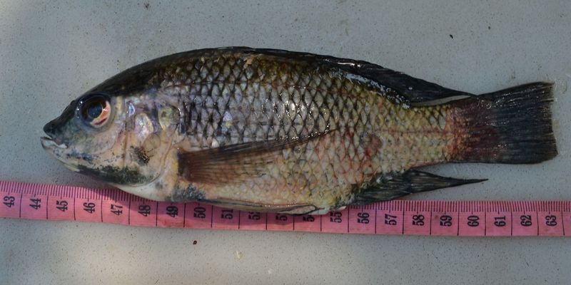 <a href="/occurrence/2642965379">Blue spotted tilapia (<i>Oreochromis leucostictus</i>)</a> collected in Nyamusagani Inshore, Uganda. Photo via The National Fisheries Resources Research Institute (NaFIRRI).