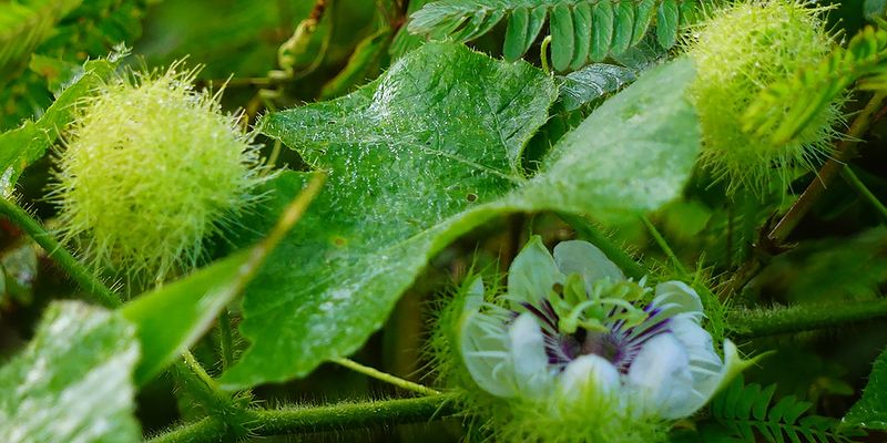 Stinking passionflower (<em>Passiflora foetida</em>), Brokopondo, Suriname. Photo 2018 Maheva Bagard Laursen via <a href="https://www.gbif.org/occurrence/1986514616">iNaturalist Research-grade Observations</a>, licensed under <a href="http://creativecommons.org/licenses/by-nc/4.0/">CC BY-NC 4.0</a>.