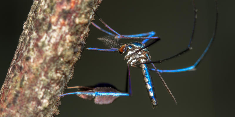 Sabethes mosquito (<em><a href="https://www.gbif.org/occurrence/3456816311">Sabethes albiprivus</a></em>) observed as an <a href="https://www.inaturalist.org/observations/101352676">iNaturalist Research grade Observation</a> in Brazil by Antonino Gon&ccedil;alves Medina <a href="https://creativecommons.org/licenses/by-nc/4.0/deed.en">CC BY-NC 4.0</a>