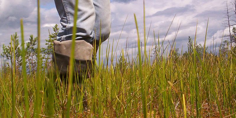 Boots on the ground during a transect in a Russian nature reserve. Photo by <a href="https://flic.kr/p/2u2jcu">mental_surfeit</a> via Flickr <a href="https://creativecommons.org/licenses/by-nc/2.0/">CC BY-NC 2.0</a>