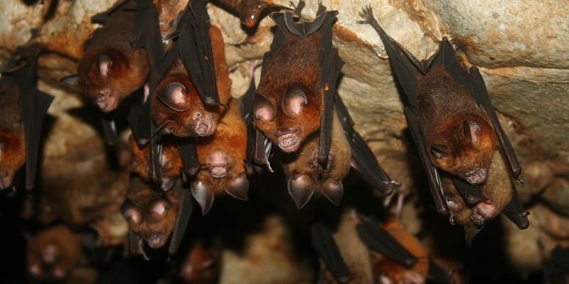 <a href="/occurrence/2988484827"><i>Hipposideros larvatus</i> (Horsfield, 1823)</a> observed in Pahang, Malaysia by Xavier Rufray (<a href="http://creativecommons.org/licenses/by-nc/4.0/">CC BY-NC 4.0</a>)