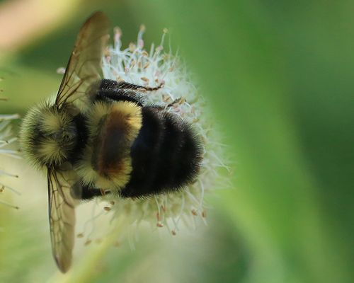 The rusty-patched bumble bee (<em>Bombus affinis</em>), considered critically endangered under the IUCN Red List. Photo 2017 Kevin White via <a href="/occurrence/1586125214">iNaturalist Research-grade Observations</a>, licensed under <a href="http://creativecommons.org/licenses/by-nc/4.0/">CC BY-NC 4.0</a>.