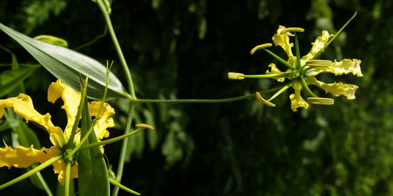 <a href="https://www.inaturalist.org/photos/732460"><i>Gloriosa superba L.</i></a>, Mozambique. Photo by <a href="https://www.inaturalist.org/people/graeme">Graeme White</a> licensed under <a href="https://creativecommons.org/licenses/by-nc/4.0/"> CC BY-NC 4.0<a/>