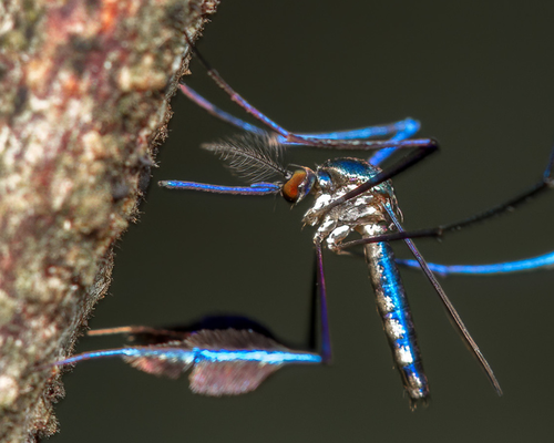 Sabethes mosquito (<em><a href="https://www.gbif.org/occurrence/3456816311">Sabethes albiprivus</a></em>) observed as an <a href="https://www.inaturalist.org/observations/101352676">iNaturalist Research grade Observation</a> in Brazil by Antonino Gon&ccedil;alves Medina <a href="https://creativecommons.org/licenses/by-nc/4.0/deed.en">CC BY-NC 4.0</a>