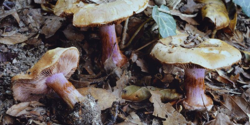 <a href="https://www.gbif.org/occurrence/2238236963"><i>Cortinarius vesterholtii</i></a> observed in Højbjerg, Denmark by Thomas Stjernegaard Jeppesen. Photo via the Danish Mycological Society (used with permission).