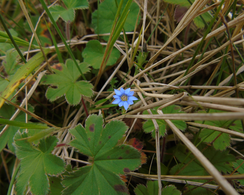 <i>Gentiana quadrifaria</i> Blume, one of the 10 species with the smallest areas of suitable climate across all future scenarios. <a href="/occurrence/3902976287">Observed</a> by Hani Ristiawan in Central Java, Indonesia (<a href="http://creativecommons.org/licenses/by-nc/4.0/">CC BY-NC 4.0</a>)