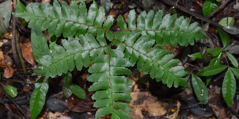 <a href="/occurrence/1990705774">Maidenhair fern (<i>Adiantum sp.</i>)</a> collected in Soplin, Perú by M. A. Ríos Paredes et al. Photo: Field Museum of Natural History (<a href="https://creativecommons.org/licenses/by-nc/4.0/">CC BY-NC 4.0</a>)