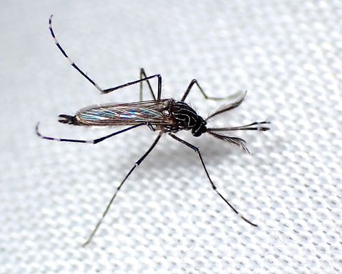 <em>Aedes notoscriptus</em> (Skuse, 1889), Observed in Australia . Photo 2022 Geoffrey Cox via <a href="/occurrence/3457210481">iNaturalist Research-grade Observations</a>, licensed under <a href="http://creativecommons.org/licenses/by-nc/4.0/">CC BY-NC 4.0</a>.