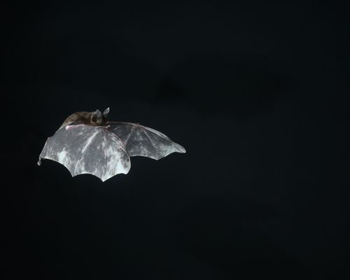 Intermediate horseshoe bat (<i>Rhinolophus affinis</i> Horsfield, 1823) <a href="/occurrence/4424132622">observed</a> in Thung Tam Sao, Thailand by BioM_Akekachoke.B (<a href="https://creativecommons.org/licenses/by-nc/4.0/">CC BY-NC 4.0</a>)