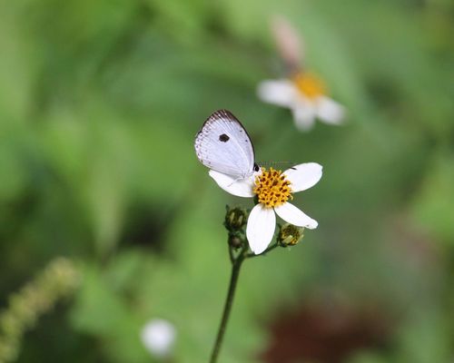 <a href="https://www.gbif.org/occurrence/1677337822"><i>Neopithecops zalmora</i></a> observed in Bedugul, Bali, Indonesia by Bruno Durand. Photo via iNaturalist (<a href="http://creativecommons.org/licenses/by-nc/4.0/">CC BY-NC 4.0</a>)