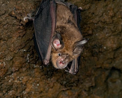 <a href="/occurrence/3058757408"><i>Rhinolophus pusillus</i> Temminck, 1834</a> observed in Shizuoka, Japan by Ryosuke Kuwahara (<a href="http://creativecommons.org/licenses/by-nc/4.0/">CC BY-NC 4.0</a>)
