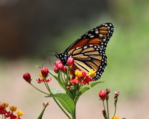 <a href="/occurrence/3302536540"><i>Danaus plexippus</i> subsp. <i>plexippus</i></a> observed in Querétaro, Mexico by Christine Cieslak Campelo (<a href="http://creativecommons.org/licenses/by-nc/4.0/">CC BY-NC 4.0</a>)