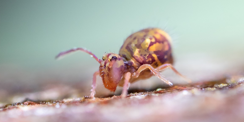 The springtail <em>Dicyrtomina ornata</em>, observed in France. Photo 2022 Alexis Lours via <a href="/occurrence/3966758413">iNaturalist Research-grade Observations</a>, licensed under <a href="http://creativecommons.org/licenses/by/4.0/">CC BY 4.0</a>.