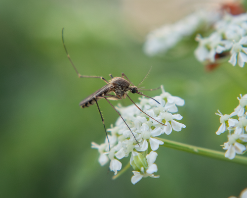 Inland floodwater mosquito [<i>Aedes vexans</i> (Meigen, 1830)] <a href="/occurrence/4133897202">observed</a> in Osijek, Croatia by Leomar Iglesias (<a href="http://creativecommons.org/licenses/by-nc/4.0/">CC BY-NC 4.0</a>)