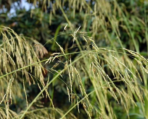 <em> Sorghum bicolor </em>subsp. <em> arundinaceum</em>  (L.) Moench. Observed in Chinese Taipei. Photo 2020 Kuan-Chieh (Chuck) Hung via <a href="/occurrence/2980806807">iNaturalist Research-grade Observations</a>, licensed under <a href="http://creativecommons.org/licenses/by-nc/4.0/">CC BY-NC 4.0</a>.