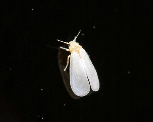 <em>Bemisia argentifolii</em>) Bellows & Perring, 1994, Observed in Mexico. Photo 2018  Luis Stevens via <a href="/occurrence/2311271610">iNaturalist Research-grade Observations</a>, licensed under <a href="http://creativecommons.org/licenses/by-nc/4.0/">CC BY-NC 4.0</a>.