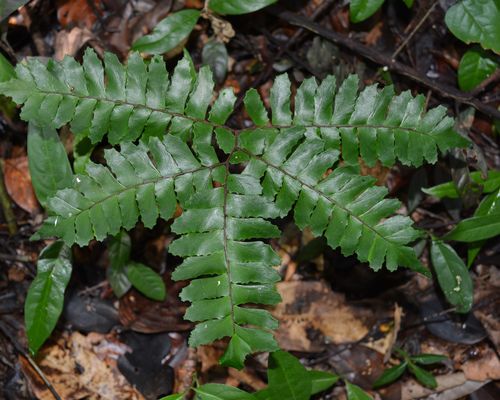 <a href="/occurrence/1990705774">Maidenhair fern (<i>Adiantum sp.</i>)</a> collected in Soplin, Perú by M. A. Ríos Paredes et al. Photo: Field Museum of Natural History (<a href="https://creativecommons.org/licenses/by-nc/4.0/">CC BY-NC 4.0</a>)