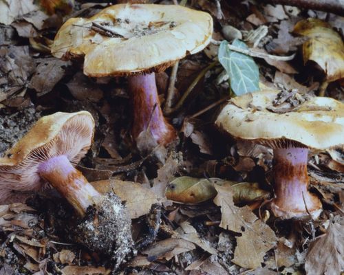 <a href="https://www.gbif.org/occurrence/2238236963"><i>Cortinarius vesterholtii</i></a> observed in Højbjerg, Denmark by Thomas Stjernegaard Jeppesen. Photo via the Danish Mycological Society (used with permission).