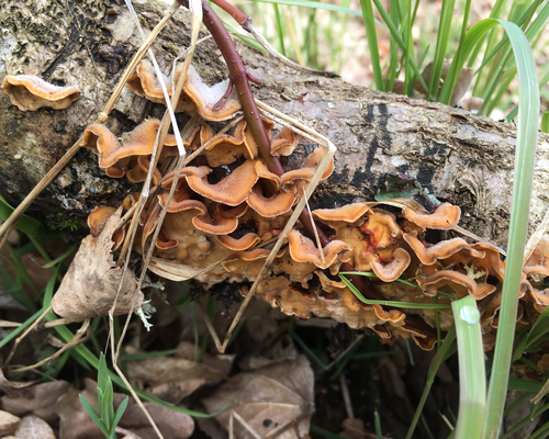 Hairy curtain crust (<a href="/species/2553128"><i>Stereum hirsutum</i> (Willd.) Pers.</a>) <a href="/occurrence/1703129589">observed in Gribskov, Denmark</a> by dschigel (<a href="http://creativecommons.org/licenses/by/4.0/">CC BY 4.0</a>)