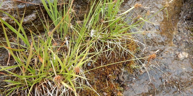 <a href="/occurrence/3464457305"><i>Carex jemtlandica</i> (Palmgr.) Palmgr.</a> collected by Kristian Nyvoll in Junkerdalen, Norway (<a href="http://creativecommons.org/licenses/by-sa/4.0/">CC BY-SA 4.0</A>)