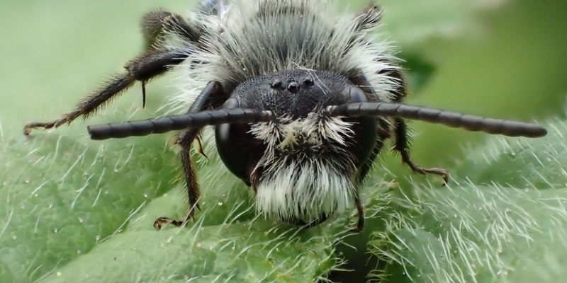 <a href="/occurrence/1841217938"><i>Andrena cineraria</i> (Linnaeus, 1758)</a> observed in Belgium
 by Stefan (licensed under http://creativecommons.org/licenses/by-nc/4.0/)