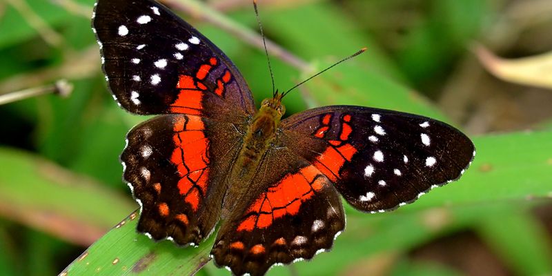 <p>Scarlet peacock (<em>Anartia amathea amathea</em>), Suriname. Photo by <a href="https://www.flickr.com/photos/bathyporeia/">Hans Hillewaert</a> via <a href="https://www.flickr.com/photos/bathyporeia/13808419723/in/photolist-n3cL78-dx2V4N-gHmEvN-dwoyDH-akuvKJ-dx2Szw-dx2Wd9-dwovGr-akrGLz-gHnirG-bjQPU7-dx2Vf9-dwozmB-nkR9Gu-dwu3EU-gHnCHV-akuwyS-dwWnBP-akuwuL-dwuetu-dwoywg-dwWua4-gHnjgh-gHnpKc-dwued5-akqtPU-dx32sA-sagNkV-gHmcaJ-dwoBmg-dwWvi2-ftJibz-dwoxsz-gHn8tT-py7CKP-akrGHF-gHo4wT-dwu3mQ-dx2TTW-gHkLTh-akuyTJ-dwWsNt-bxKL1c-dx2ZZA-dwu3Ny-dwu8MG-akuzzC-ePcMTv-SxvfdA-STwKuG">Flickr</a>. Licensed under <a href="https://creativecommons.org/licenses/by-nc-nd/2.0">CC BY-NC-ND 2.0</a>.</p>
