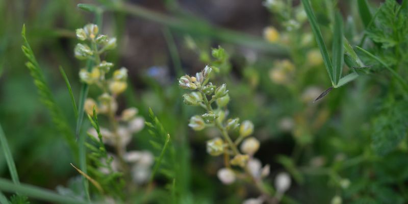 Desert madwort - <i>Alyssum desertorum</i> Stapf - <a href="/occurrence/4868158705">observed</a> in Gornji Karin, Croatia by Sebastian Ćato (<a href="https://creativecommons.org/licenses/by-nc/4.0/">CC BY-NC 4.0</a>)