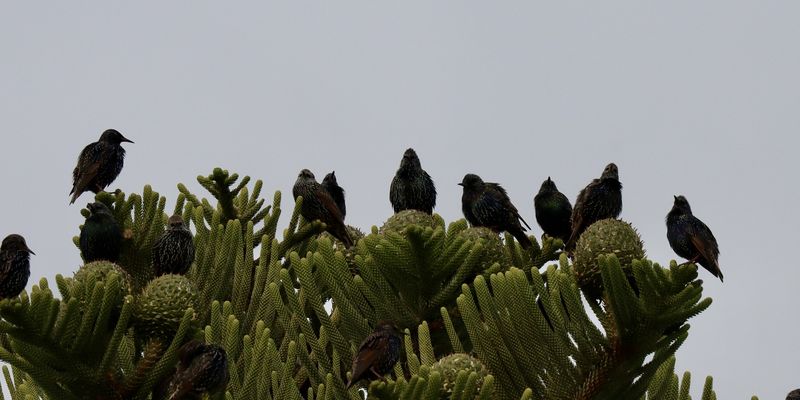 European starling - <i>Sturnus vulgaris</i> Linnaeus, 1758 <a href="/occurrence/4872052428">observed</a> in Port Arthur, Tasmania by toohey-forest-wildlife (<a href="https://creativecommons.org/licenses/by-nc/4.0/">CC BY-NC 4.0</a>)