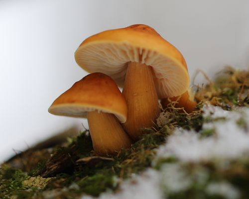 https://www.gbif.org/occurrence/2550027893
Velvet shank (Flammulina velutipes), Kursk, Russian Federation. Photo 2020 Oleg Ryzhkov via iNaturalist research-grade observations, licensed under CC BY-NC 4.0.