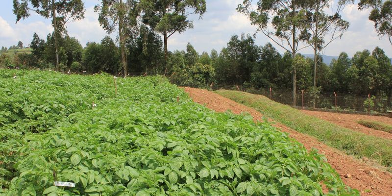 Potato field at the Kachwekano Zonal Agricultural Research and Development Institute in Uganda. <a href="https://flic.kr/p/QVK7UA">Photo</a> by the International Potato Center Sub Saharan Africa via Flickr (<a href="https://creativecommons.org/licenses/by-nc-sa/2.0/">CC BY-NC-SA 2.0</A>)