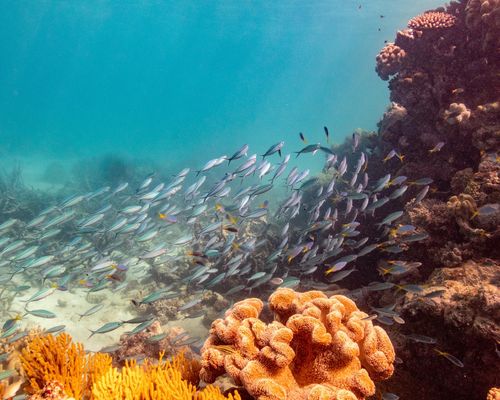 School of <i>Caesio caerulaurea</i> Lacepède, 1801 <a href="occurrence/4039153910">observed</a> at Hastings Reef, Australia
 by imogenisunderwater (<a href="http://creativecommons.org/licenses/by-nc/4.0/">CC BY-NC 4.0</a>) 