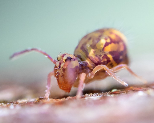 The springtail <em>Dicyrtomina ornata</em>, observed in France. Photo 2022 Alexis Lours via <a href="/occurrence/3966758413">iNaturalist Research-grade Observations</a>, licensed under <a href="http://creativecommons.org/licenses/by/4.0/">CC BY 4.0</a>.