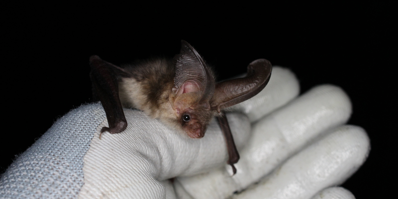 Brown long-eared bat [<i>Plecotus auritus</i> (Linnaeus, 1758)] <a href="/occurrence/1839256793">observed</a> in Lockington, Derby, UK by FPCR (<a href="http://creativecommons.org/licenses/by/4.0/">CC BY 4.0</a>)