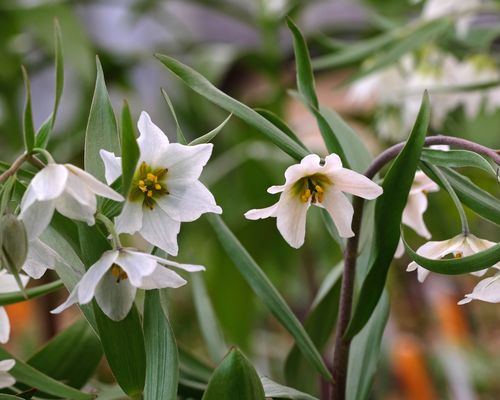 <a href="/occurrence/1088882926"><i>Fritillaria bucharica</i> Regel</a> collected in Tajikistan by R. Jones for the <a href="/publisher/98e934b0-5f31-11de-b67e-b8a03c50a862">Royal Botanic Garden Edinburgh</a> living collections (<a href="http://creativecommons.org/licenses/by-nc/3.0/">CC BY-NC 3.0</a>)