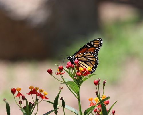 <a href="/occurrence/3302536540"><i>Danaus plexippus</i> subsp. <i>plexippus</i></a> observed in Querétaro, Mexico by Christine Cieslak Campelo (<a href="http://creativecommons.org/licenses/by-nc/4.0/">CC BY-NC 4.0</a>)