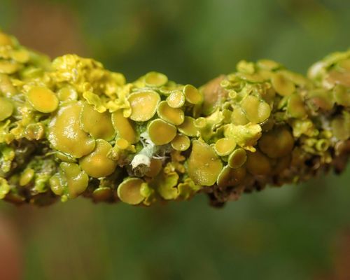 Xanthoria parietina (L.) Beltr., 1858 observed in Germany by Alexis (licensed under http://creativecommons.org/licenses/by/4.0/)