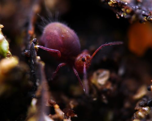 Dicyrtoma fusca observed in Germany by Alexis (licensed under http://creativecommons.org/licenses/by/4.0/)