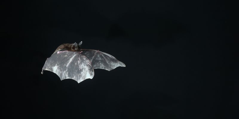 Intermediate horseshoe bat (<i>Rhinolophus affinis</i> Horsfield, 1823) <a href="/occurrence/4424132622">observed</a> in Thung Tam Sao, Thailand by BioM_Akekachoke.B (<a href="https://creativecommons.org/licenses/by-nc/4.0/">CC BY-NC 4.0</a>)