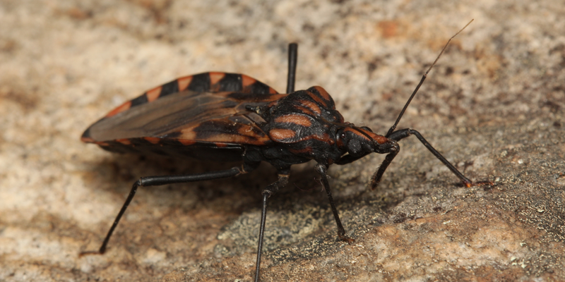 <i>Triatoma vitticeps</i> (Stål, 1859) <a href="/occurrence/3408240006">observed</a> in Diamantina, Mina Gerais, Brazil by a_f_r (<a href="http://creativecommons.org/licenses/by-nc/4.0/">CC BY-NC 4.0</a>)