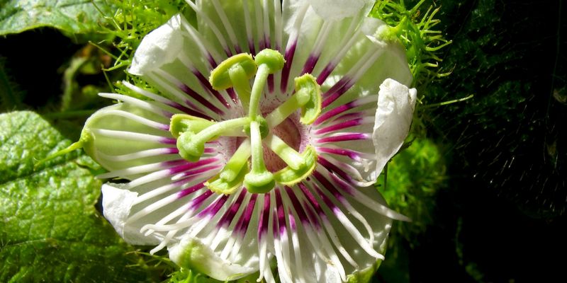 <p>Stinking passionflower (Passiflora foetida), Tonga, from <a href="/dataset/50c9509d-22c7-4a22-a47d-8c48425ef4a7">iNaturalist Research-grade Observations</a>. <a href="https://www.inaturalist.org/observations/3320906">Photo</a> by John Barkla licensed under <a href="https://creativecommons.org/licenses/by-nc/4.0">CC BY-NC 4.0</a></p>