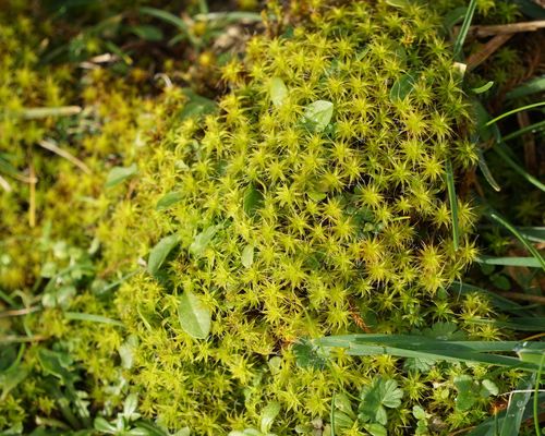 <a href="https://www.gbif.org/occurrence/3032132657"><i>Syntrichia ruraliformis</i></a> observed St Anne, Guernsey by jrmh. Photo via iNaturalist (<a href="http://creativecommons.org/licenses/by-nc/4.0/">CC BY-NC 4.0</a>)