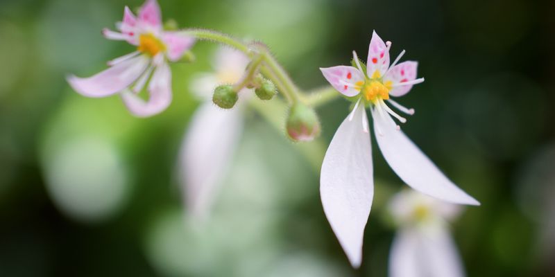 <a href="https://www.gbif.org/occurrence/2265812369"><i>Saxifraga stolonifera</I> Creeping saxifrage</a> observed in Japan by yasqra via <a href="https://www.gbif.org/occurrence/2265812369">iNaturalist Research-grade Observations</a>, licensed under <a href="https://creativecommons.org/licenses/by-nc/4.0/">CC BY-NC 4.0</a>.