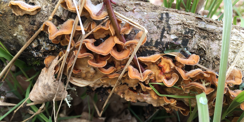 Hairy curtain crust (<a href="/species/2553128"><i>Stereum hirsutum</i> (Willd.) Pers.</a>) <a href="/occurrence/1703129589">observed in Gribskov, Denmark</a> by dschigel (<a href="http://creativecommons.org/licenses/by/4.0/">CC BY 4.0</a>)