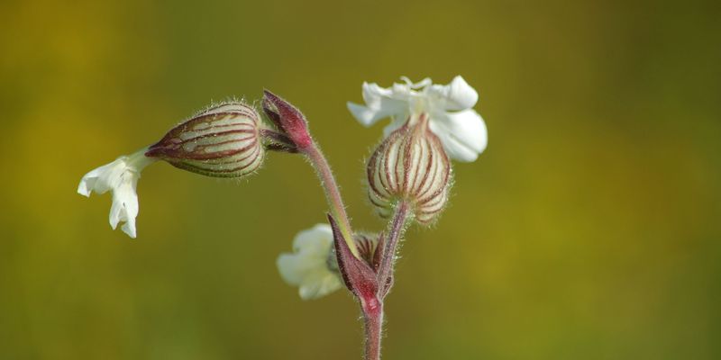 <a href="https://www.gbif.org/occurrence/1802624856">Bladder campion (<i>Silene latifolia</i> subsp. <i>alba</i>)</a> by Natalya via iNaturalist. Photo licensed under <a href="http://creativecommons.org/licenses/by-nc/4.0/">CC BY-NC 4.0</a>.