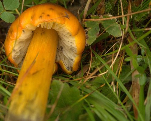 <em>Hygrocybe conica</em>, observed in Trondheim, Norway by Ole Reitan, via <a href="https://www.gbif.org/occurrence/1825496818">Norwegian Species Observation Service</a>. Photo licensed under <a href="http://creativecommons.org/licenses/by/4.0/legalcode">CC BY 4.0</a>.