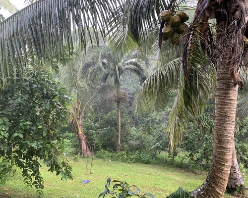 <i>Carpoxylon macrospermum</i> H.Wendl. & Drude <a href="/occurrence/4607237896">observed</a> in Tafea, Vanuatu by Neal Kelso (<a href="http://creativecommons.org/licenses/by/4.0/">CC BY 4.0</a>)