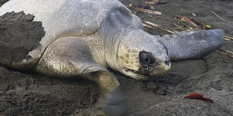 <a href="/occurrence/2550067488"><i>Lepidochelys olivacea</i></a> observed by Chris Quirin (<a href="http://creativecommons.org/licenses/by-nc/4.0/">CC BY-NC 4.0)