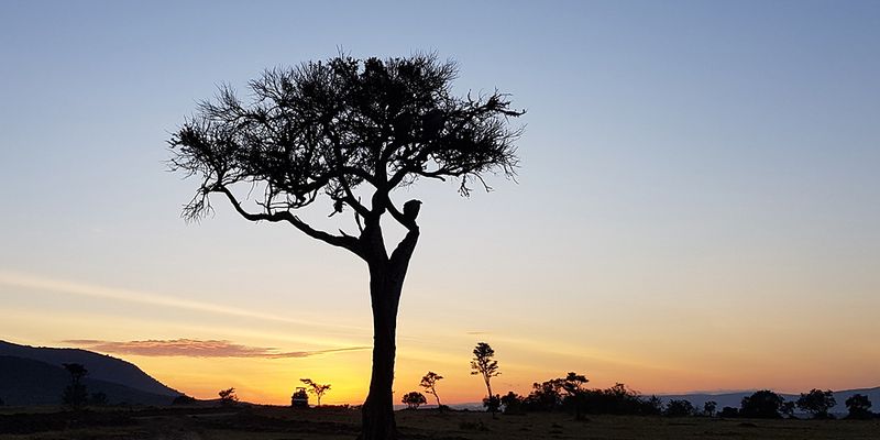 The African white-backed vulture (<em>Gyps africanus</em>) is listed as critically endangered on the <a href="https://www.iucnredlist.org/species/22695189/126667006">IUCN Red List of Threatened Species</a>. Photo 2018 Amaël Borzée via <a href="https://www.gbif.org/occurrence/1978424300">iNaturalist Research-grade Observations</a>, licensed under <a href="http://creativecommons.org/licenses/by-nc/4.0/">CC BY-NC 4.0</a>.